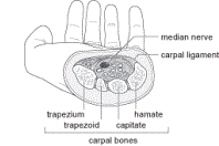 image of the carpal bones and carpal ligament